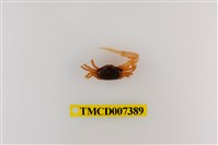 藏品(糾結南方招潮蟹)的圖片